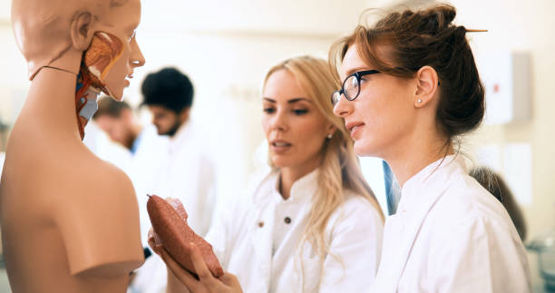 istock Students of medicine examining anatomical model in classroom 1090783536