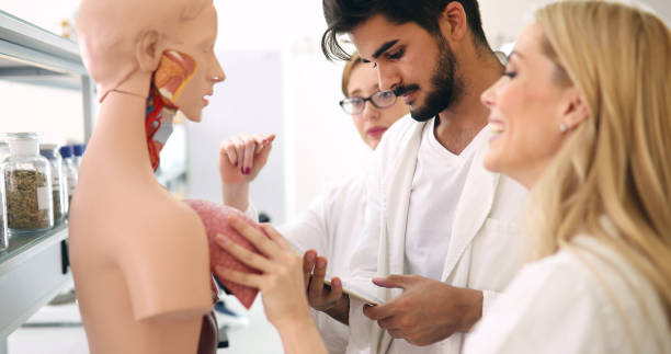 istock Students of medicine examining anatomical model in classroom 1090783548