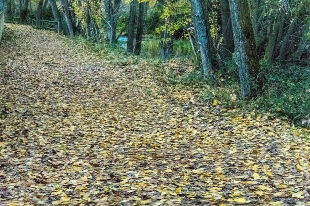 istock path next to the river covered with leaves of trees 1090783760
