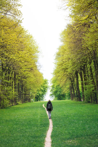 ruta verde en parís - tree area beautiful vanishing point tree trunk fotografías e imágenes de stock