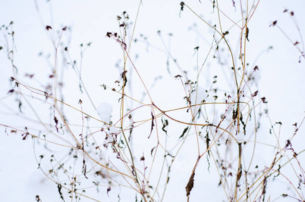 istock dry plant on snow background 1090790846