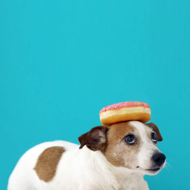 istock dog with a donut on head 1090792766