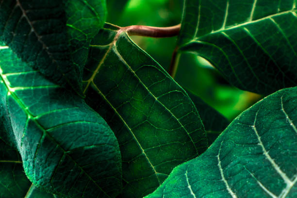istock Euphorbia pulcherrima (poinsettia) green leafs. 1090792820