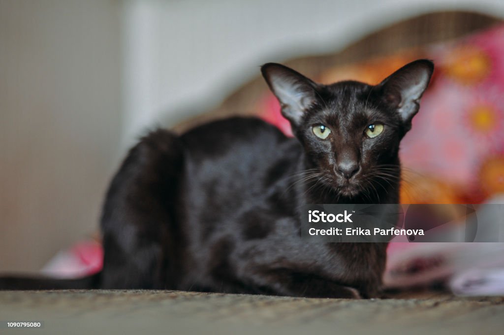 Oriental shorthair cat sits at home Domestic Cat, Animal Head, Animal, Animal Eye, Domestic Animals East Stock Photo