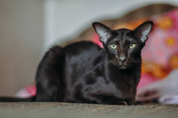 Oriental shorthair cat sits at home stock photo