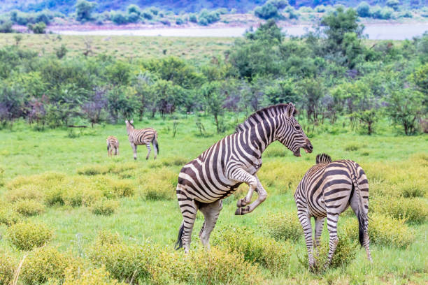 istock The plains zebra in a fight (Equus quagga) 1090795130