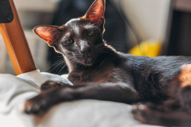 Brown Oriental shorthair cat lies and yawns stock photo