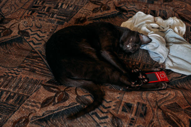 istock Cat sleeping on the couch with a mobile phone 1090795314