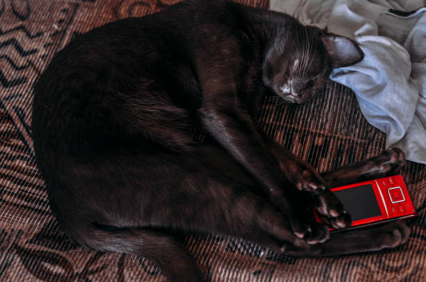 istock Cat sleeping on the couch with a mobile phone 1090795380