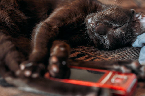 istock Cat sleeping on the couch with a mobile phone 1090795416