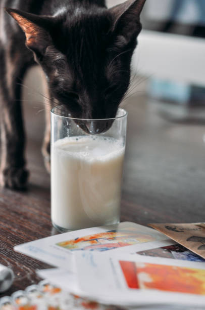 istock Cat drinking milk from a glass 1090795424