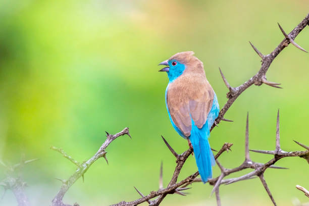 Blue Waxbill or Blue-capped cordon-bleu bird seen perched on a thorn bush branch.
