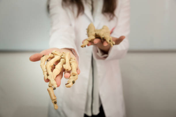 istock Bones of a hand - Medical bones - Human bones 1090798622