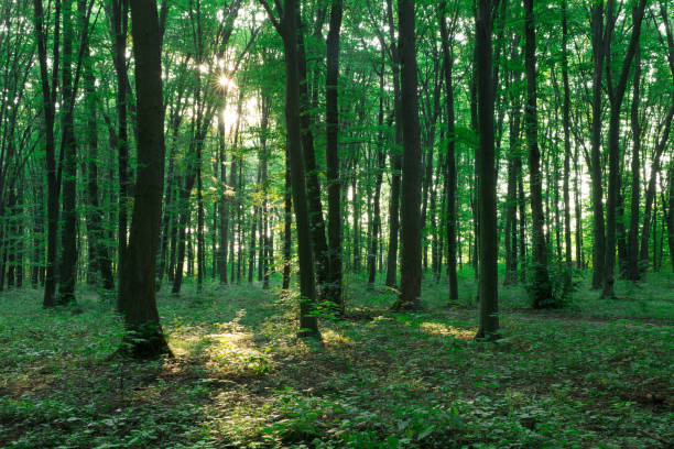 istock Forest trees. nature green wood sunlight backgrounds 1090800018