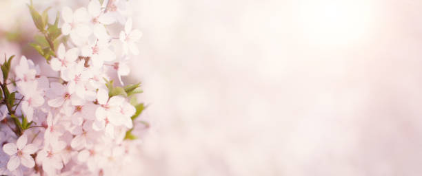 istock Wide Angle Spring Nature background with cherry flowers 1090801258