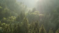 istock Flying over forest at sunrise 1090801290