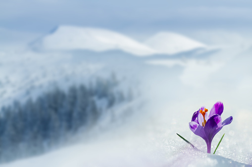 Amazing sunlight on spring flower crocus. View of magic blooming spring flowers crocus growing in wildlife. Big panoramic photo of majestic spring flower crocus in mountains