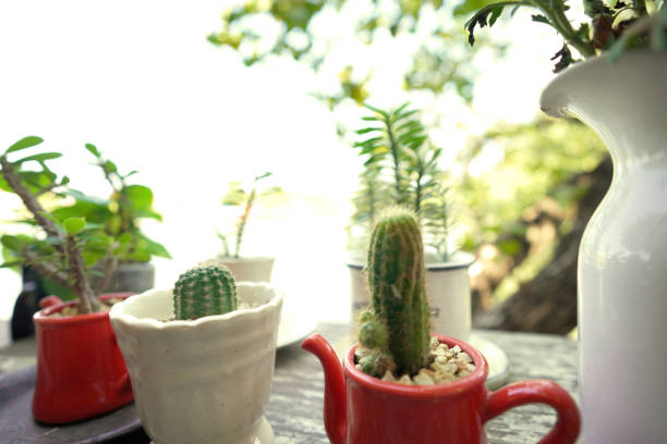 selective focus of cactus in the coffee mug