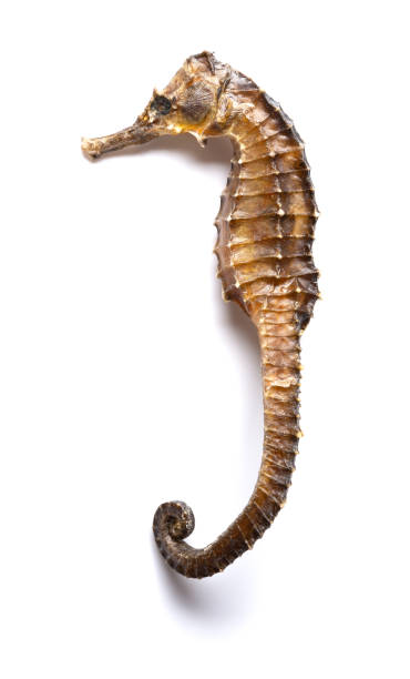 istock dry seahorse as Chinese medicine on white 1090813380