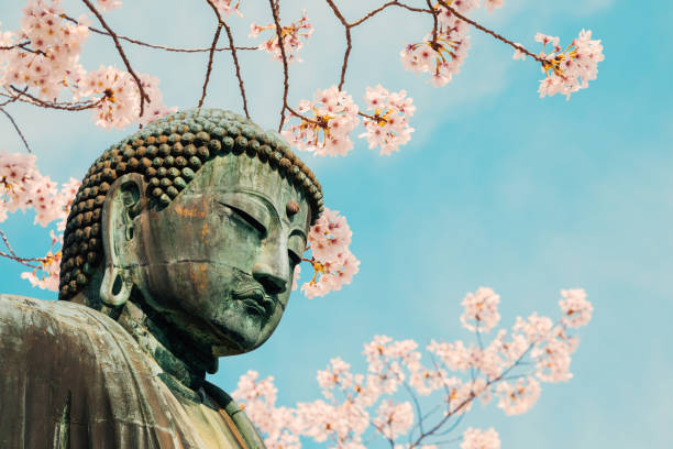 la statua in bronzo del grande buddha con fiori di ciliegio nel tempio kotoku-in a kamakura, giappone - hase temple foto e immagini stock