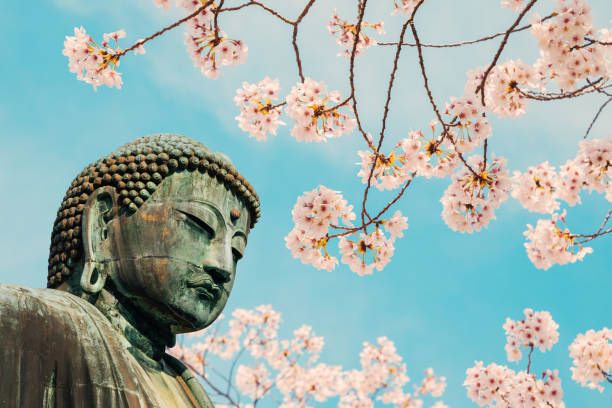 la estatua del gran buda de bronce con flor de cerezo en kotoku-in templo en kamakura, japón - hase temple fotografías e imágenes de stock