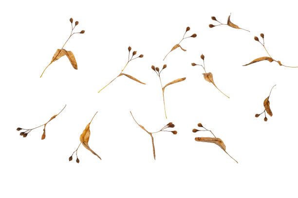 Dry paired samara seeds of Acer tataricum in winter, natural background
