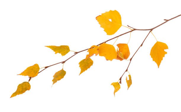 istock Yellow autumn birch leaves 1090824978