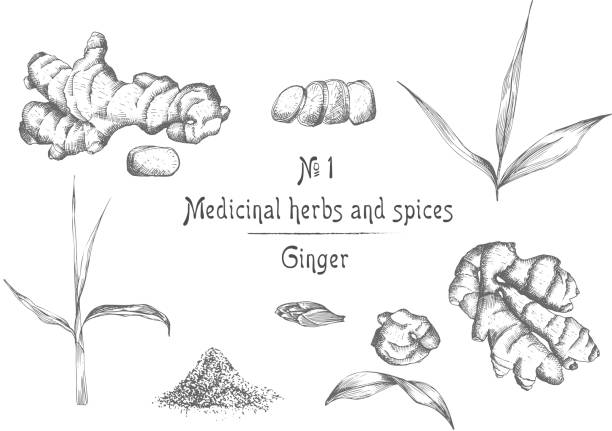 생강 뿌리, 삶과 흰색 배경에 고립 된 블랙 색상에 꽃의 그려진 손을 설정 합니다. 레트로 빈티지 그래픽 디자인입니다. 식물 스케치 드로잉, 조각 스타일 - ginger ground spice root stock illustrations