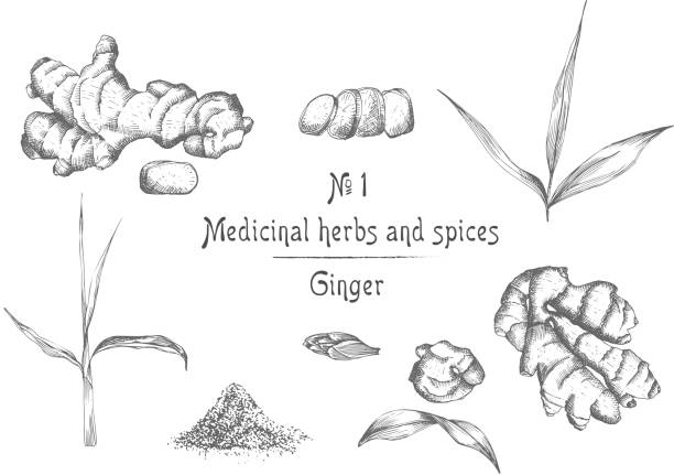 Set hand drawn of Ginger roots, lives and flowers in black color isolated on white background. Retro vintage graphic design. botanical sketch drawing, engraving style Set hand drawn of Ginger roots, lives and flowers in black color isolated on white background. Retro vintage graphic design. botanical sketch drawing, engraving style. Vector illustration. ginger ground spice root stock illustrations