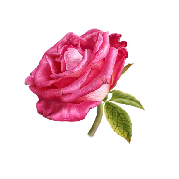 istock flower,nature,design,illustration,art,leaf,plant,tree,beauty,rose flower 1090830998