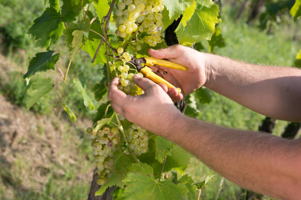 Harvest in the vineyard stock photo