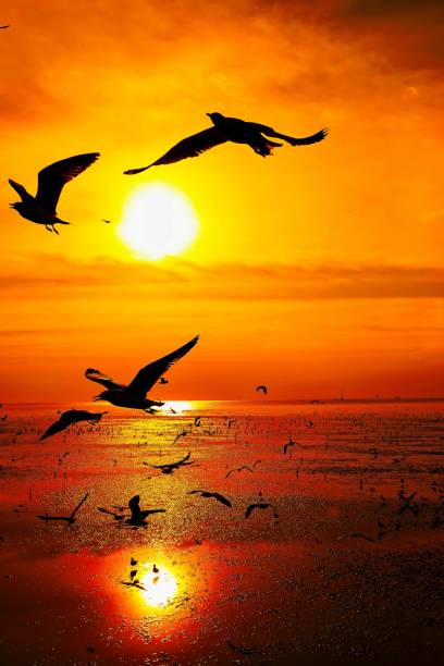 gaivotas voam linda luz solar cheia do sol céu praia fundo viagem touriss - sunset beach flash - fotografias e filmes do acervo