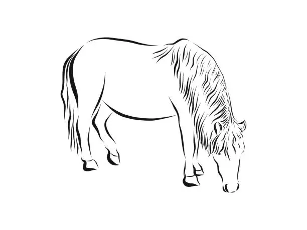 Vector illustration of American Miniature horse, black and white doodle sketch vector illustration, hand drawn animal drawing, isolated on white