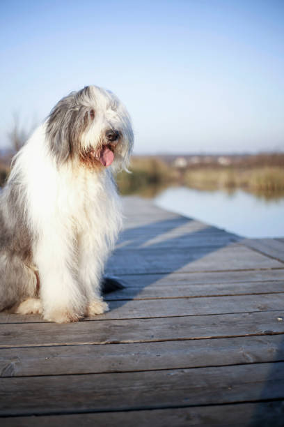 istock Dog on the pier 1090837888