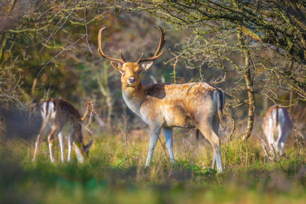 istock Fallow deer Dama Dama stag in Autumn 1090840582
