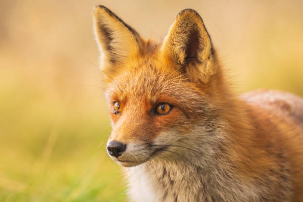 istock Wild red fox Vulpes Vulpes close-up 1090840606