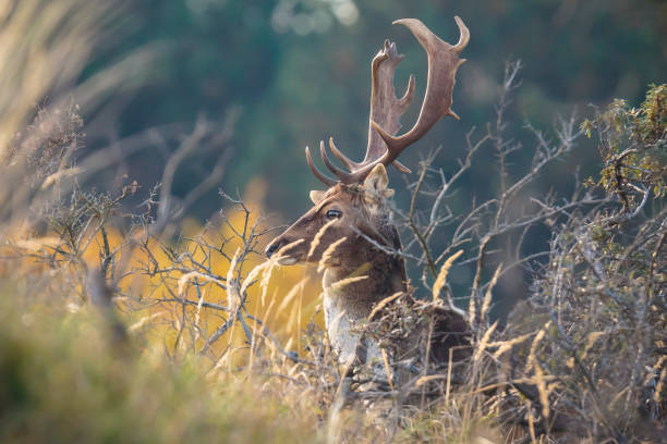 istock Fallow deer Dama Dama stag in Autumn 1090840608