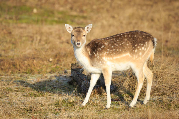 Fallow Deer Fawn In Autumn Stock Photo - Download Image Now - Animal, Animal  Wildlife, Animals In The Wild - iStock