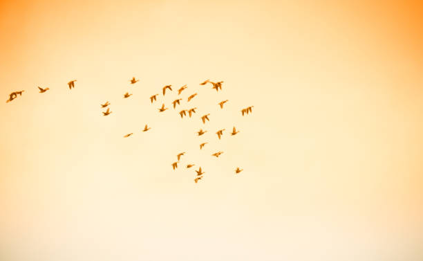 istock Flying group of birds 1090846194