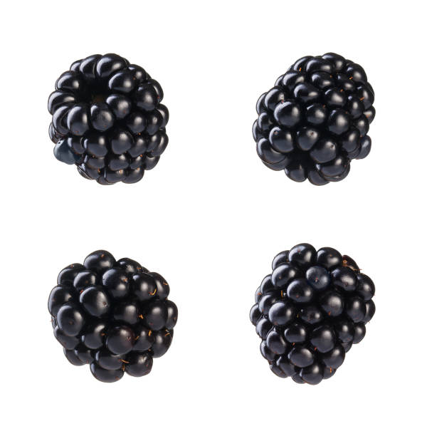 istock Collection of fresh blackberries. 1090846222