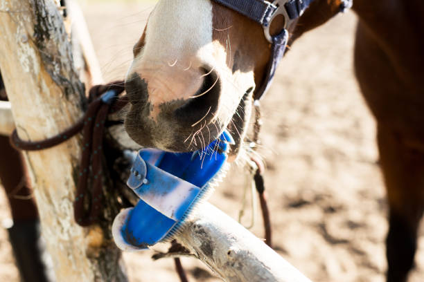 istock Brushes for horse. Horse theme 1090848178