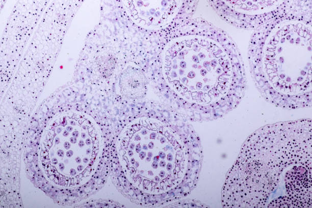 istock Lily Anther Sporogenous under the microscopic for education in laboratory. 1090848238