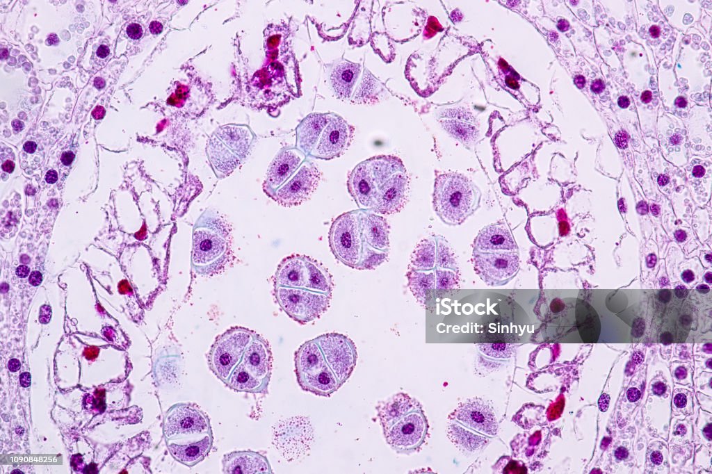 Lily Anther Sporogenous under the microscopic for education in laboratory. Microscope Stock Photo