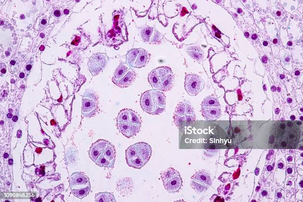 Lily Anther Sporogenous Under The Microscopic For Education In Laboratory Stock Photo - Download Image Now