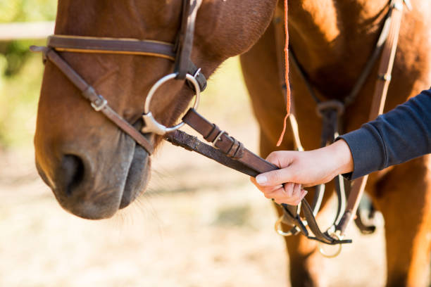 rider's hand close-up trzyma koń halter, skórzane pokryte łańcucha ołowiu. kompozycja koń - lead theme zdjęcia i obrazy z banku zdjęć