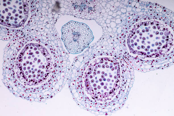 istock Lily Anther Sporogenous under the microscopic for education in laboratory. 1090848334