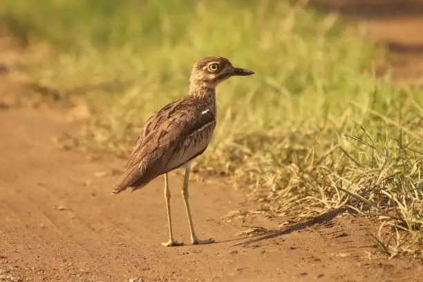 Photo of Birds of South Africa - Water Thick-Knee