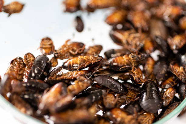 istock Close-up cockroach isolated for study parasites in laboratory. 1090849442