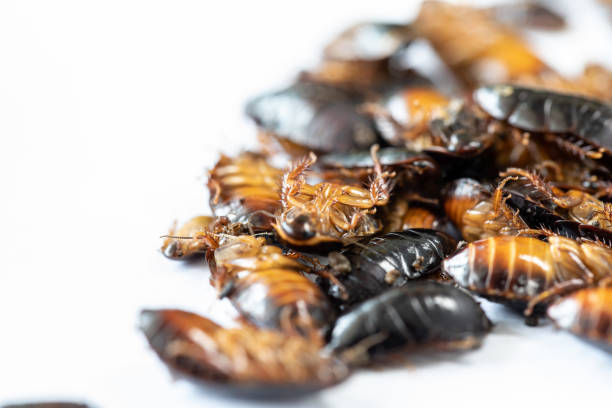 istock Close-up cockroach isolated for study parasites in laboratory. 1090849554