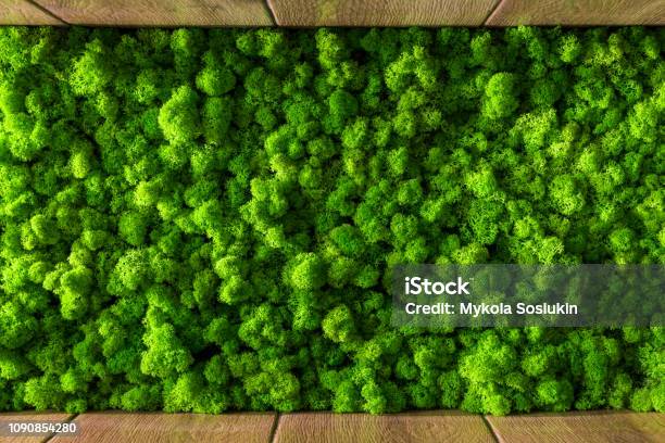 Decorative Moss For Interior Decoration Design Moss Elements Background Close Up Stock Photo - Download Image Now